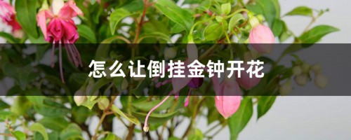 怎么让倒挂金钟开花，开完花怎么办