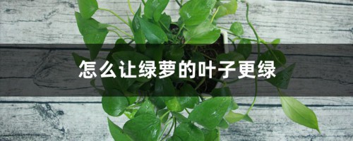 怎么让绿萝的叶子更绿，更茂盛