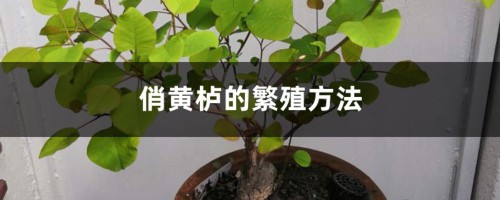 俏黄栌的繁殖方法