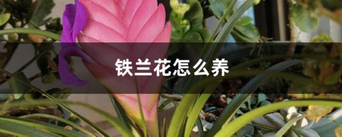 铁兰花怎么养